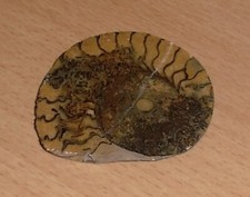 FOSSIL … Versteinerte