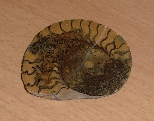 Fossil versteinerte - fossil,