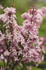Herbstflieder - Syringa microphylla `SUPERBA´ als Busch, in der Höhe 30-40 cm