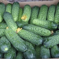 15 Samen Gurken Hermann F1