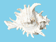 Aquarium Große Deko Muschel