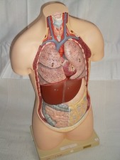 SOMSO Gipsmodell Lehrmodell