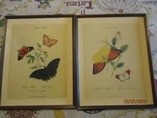 Schmetterlinge - Papilio - Lepidoptera  Bilder