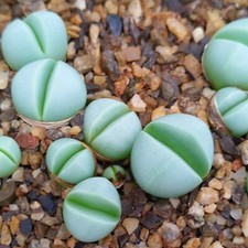 Argyroderma crateriforme