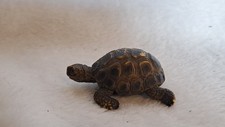 Schleich Schildkröte -  14404