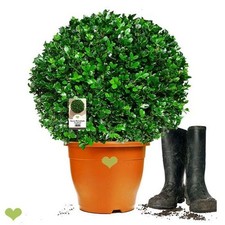 Buchsbaum Kugel 'Faulkner'