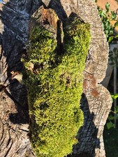 SKULPTUR  Wurzel Stamm Holz Baum Deko  Unikat 37 cm x 17 cm x 10 cm Terrarium,6,