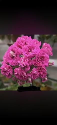 Pelargonie merlison - pelargonie,