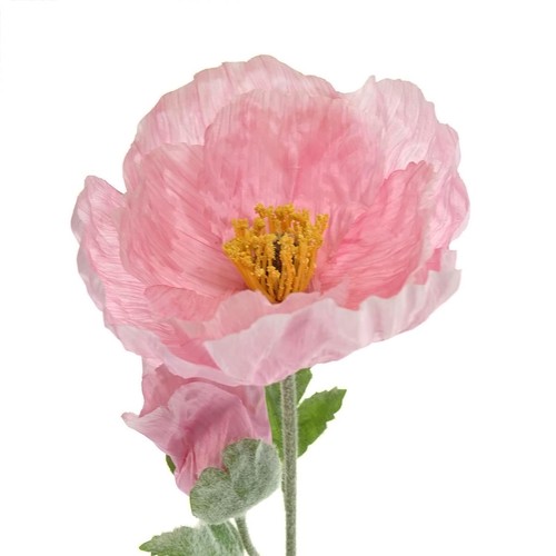 Everlands riesenmohn rosa - everlands,