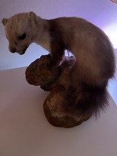 Ausgestopfter Marder 