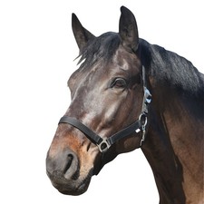 ELDORADO Halfter standard -