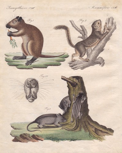 Zwergmaus harvest mouse maus - harvest,
