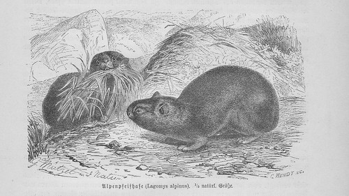 Alpenpfeifhase lagomys alpinus - lagomys,