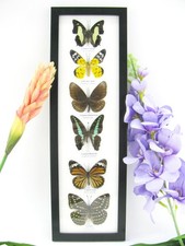 6 echte präparierte