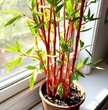 roter Bambus Pflanze für die Wohnung drinnen Zimmerpflanze gross pflegeleicht