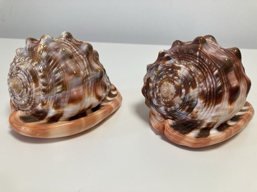 Muscheln deko 2er set - muscheln,