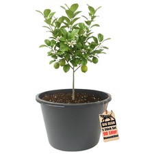 Blumenkübel XXL 90 Liter RUND