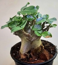 Wüstenrose - Adenium Baobab -