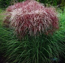 1 x Miscanthus sinensis