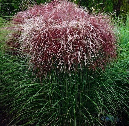Miscanthus sinensis - 1,