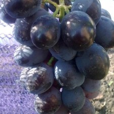 Weitraube weinrebe - weitraube,