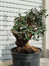 pre Bonsai Olea europaea