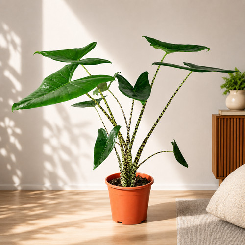 Alocasia zebrina 75cm - alocasia,