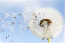 VLIES FOTOTAPETE XXL TAPETE