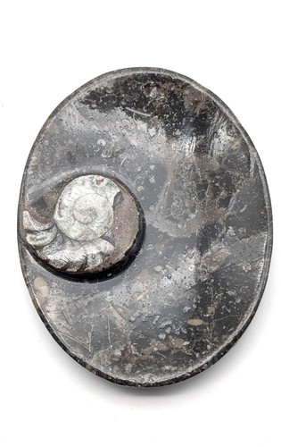 Sm0084 orthoceras seifenschale - sm0084,