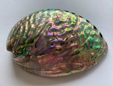 Große paua abalone perlmutt - abalone,