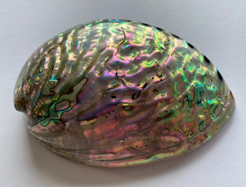 Große paua abalone - große,