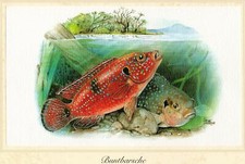 Buntbarsche (Cichlidae