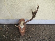 Abnormes Damhirsch Geweih auf