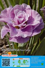 Iris siberica - (◕‿◕)\@,