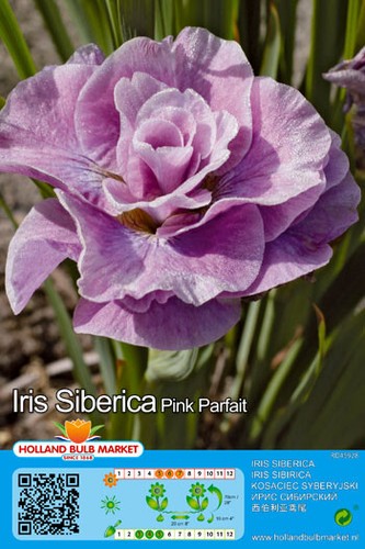 Iris siberica - @,