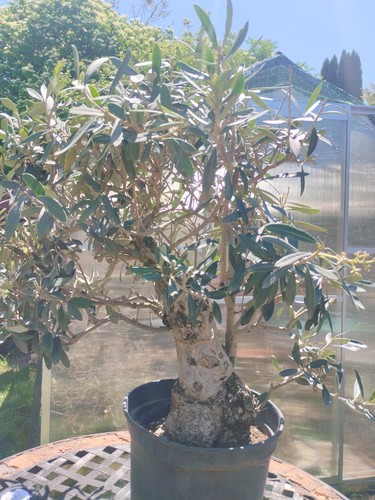 Bonsai olea europaea - bonsai, shari