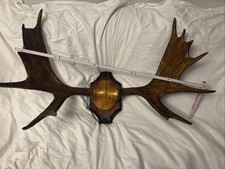 Elchgeweih Ca, 100 Cm Breit