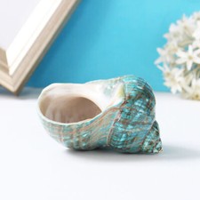 Grün Turban Shell Muschel