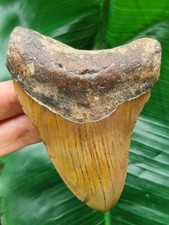 10,8 cm brauner Zahn des Megalodon - Hai Haizahn Fossil