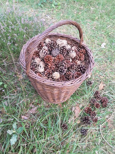 Kiefernzapfen bis 7 cm - kiefernzapfen,, 4