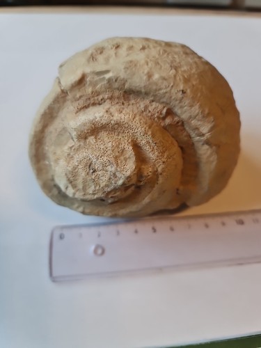 Fossile schnecke 11cm - schnecke, /