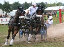 Zweispännergeschirr ZILCO