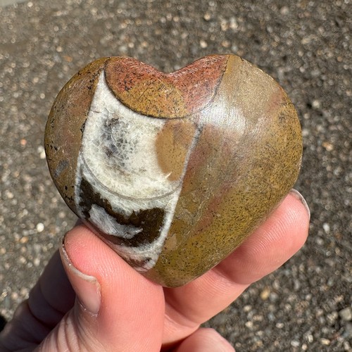 Orthoceras fossil herz - orthoceras, 54mm