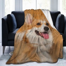 Katze Hund Bulldogge Corgi