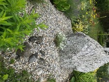 Jugendzimmer mit Kombibett( Bett / Sofa) in Eiche hell mit blauem Bezug .