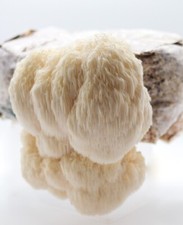 Lions mane pilzzucht set - mane,