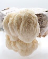 Lions Mane Pilzzucht Set – Igelstachelbart Hericium erinaceus Growkit zuhause