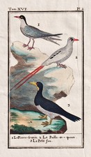 Vogel Vögel birds Seevogel