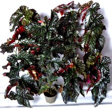 XL Begonia 'Cracklin Rosie'  Begonie Zimmerpflanze