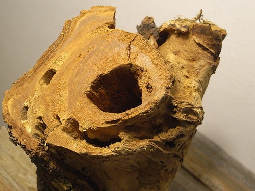 Stamm mit höhle kleintiere - ,